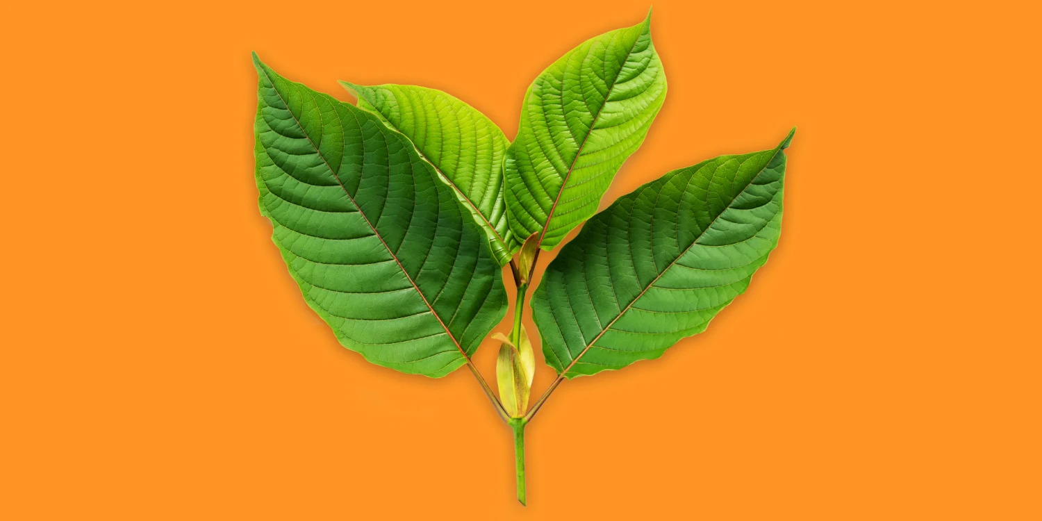 Kratom for Bodybuilders: A Hidden Gem?
