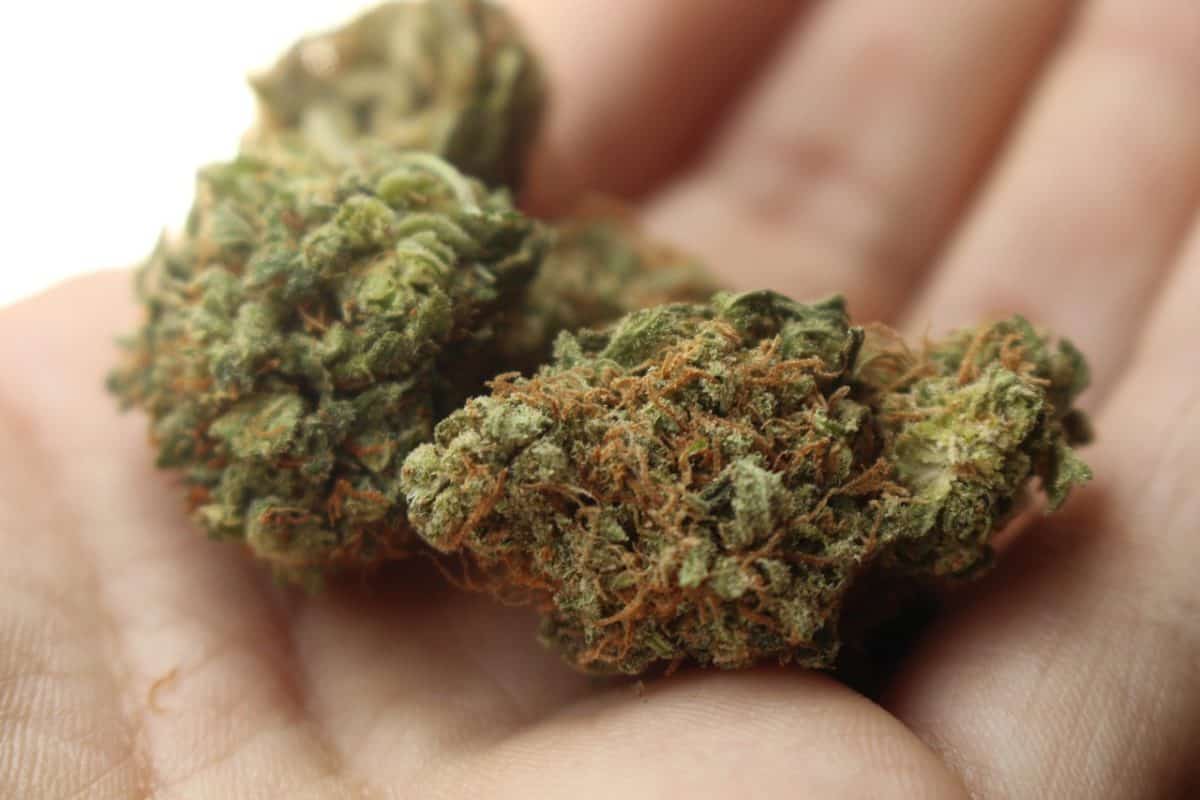 Exploring Delta 9 Buds: A Natural Approach to Managing Menstrual Pain