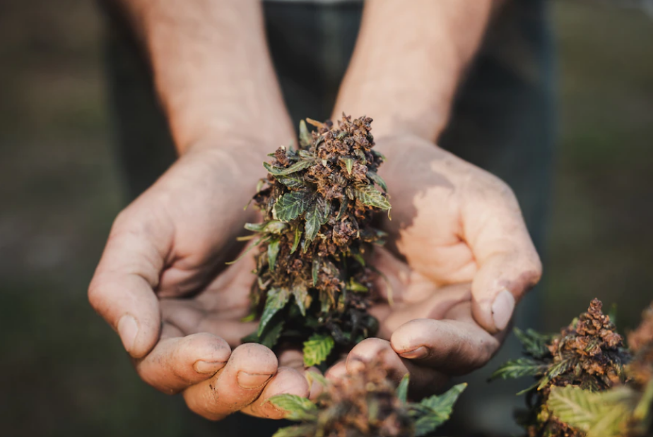 D8 Flower and Mental Clarity: How It Can Improve Focus and Productivity